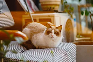 chat-2_300x200 chat ragdoll sur un canapé