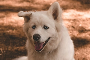 chien_300x200 chien blanc